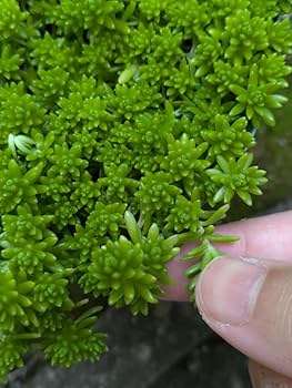 Amazon.co.jp: 抜き苗セダム 画像の量 ／多肉植物 芝生 グリーン